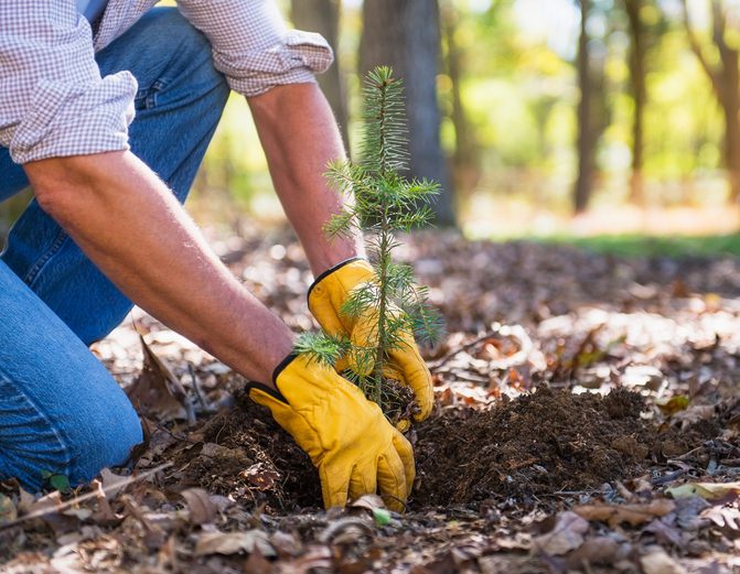 Avoid These Trees in Your Landscaping