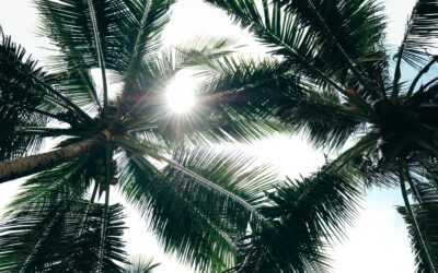 Which Types of Palm Trees Grow Best in South Carolina?