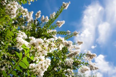 Should You Prune Crepe Myrtles in the Fall?