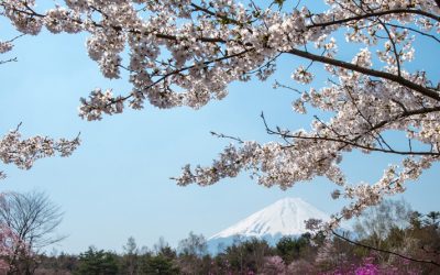 3 Tips for Planting Flowering Trees