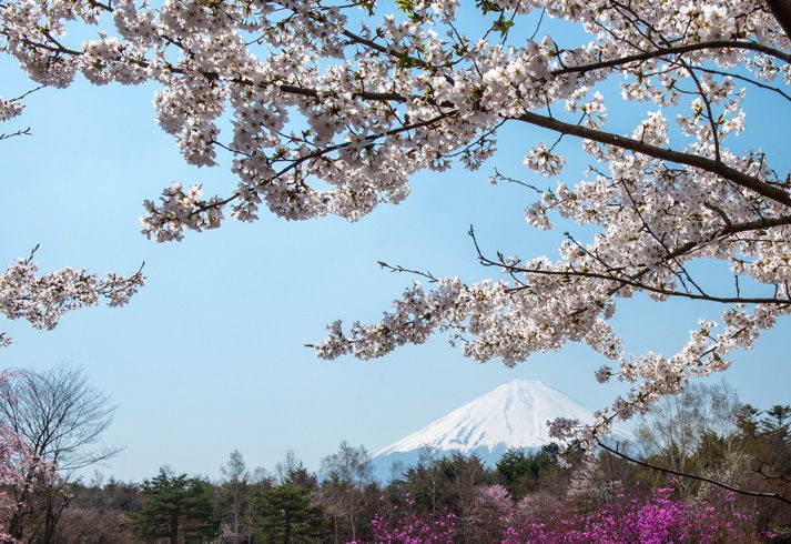 3 Tips for Planting Flowering Trees