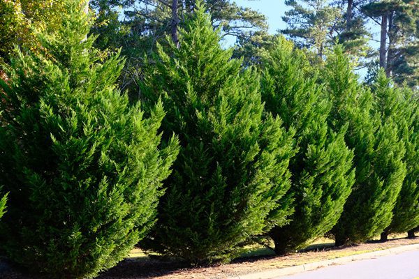 Lee's Nursery and Landscaping | Rock Hill, SC | privacy shrubs